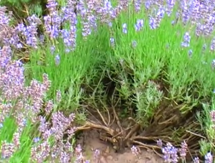 Învățați să tăiați lavanda