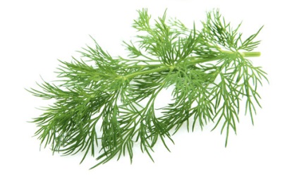 Dill with cystitis