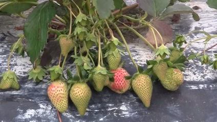 Recoltarea de fructe dulci mari din grădina dvs. - cum să crească căpșuni pe teren deschis