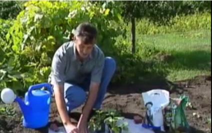Recoltarea de fructe dulci mari din grădina dvs. - cum să crească căpșuni pe teren deschis