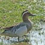 Duck Teal este cea mai mică păsări de apă, caracteristici și caracteristici