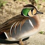 Duck Teal este cea mai mică păsări de apă, caracteristici și caracteristici