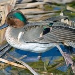 Duck Teal este cea mai mică păsări de apă, caracteristici și caracteristici