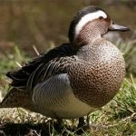 Duck Teal este cea mai mică păsări de apă, caracteristici și caracteristici