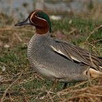 Duck Teal este cea mai mică păsări de apă, caracteristici și caracteristici