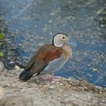Duck Teal este cea mai mică păsări de apă, caracteristici și caracteristici