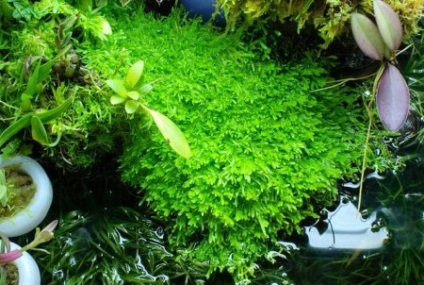 Utricularia graminifolia (utricularia graminifolia) - otthoni akvárium