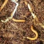 Grijă pentru plantele de interior cum să depășească nematoda pe rădăcini