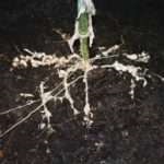Grijă pentru plantele de interior cum să depășească nematoda pe rădăcini
