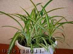 Îngrijire pentru clorofit ca o întâmplătoare pentru clorofitum acasă de plante de interior