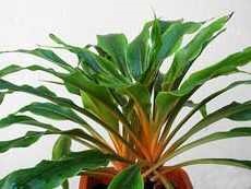 Îngrijire pentru clorofit ca o întâmplătoare pentru clorofitum acasă de plante de interior
