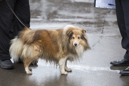 În parcul central a avut loc un raid privind pescuitul ilegal de câini - știri despre Tula și regiunea
