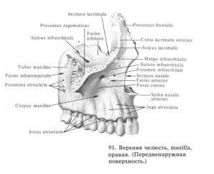A felső állkapocs anatómiája és szerkezete