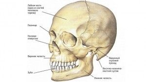 Anatomia și structura maxilarului superior