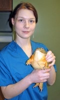 Orosz állatorvosok - herpetológusok - mind a teknősökről, mind a teknősökről