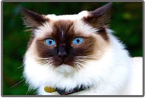 Homeopatie veterinară homeopatică on-line