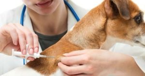 Clinica veterinară - prieteni - clinică veterinară - prieteni