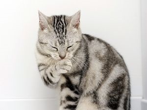 A gyapjú kiválasztása a macskákban az állatorvosi tanácsadásban