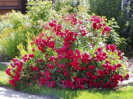 Specii de trandafiri sau trandafiri de câine sunt cele mai bune soiuri pentru gradina ta