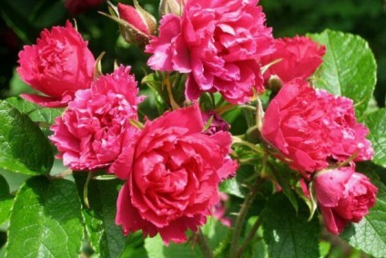 Specii de trandafiri sau trandafiri de câine sunt cele mai bune soiuri pentru gradina ta