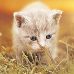 Pierderea de sarcina la o pisica (medicina neconventionala) - totul despre pisici si pisici cu dragoste