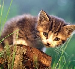 Pierderea de sarcina la o pisica (medicina neconventionala) - totul despre pisici si pisici cu dragoste