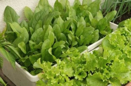 Salată de creștere, o varietate de salată pentru creștere