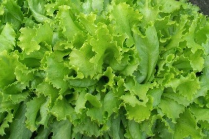 Salată de creștere, o varietate de salată pentru creștere