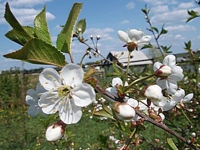 Cedru de pomi fructiferi