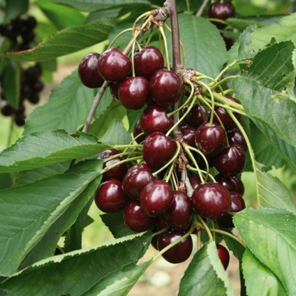 Cherry Chocolate Girl - Descrierea soiurilor, plantare și îngrijire, foto, video