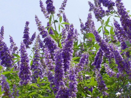 Vitex sacru - medicul este excelent!