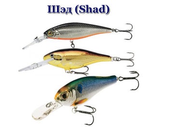 Wobblers Shad (shad)