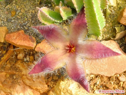 Cactuși miroși, nu cactuși - cacți - țara-mamă