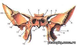 Питання 12 клиноподібна кістка, її частини, отвори і їх значення