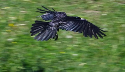 Crows în grădină