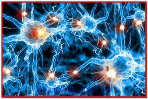 Sunt celulele nervoase restaurate?