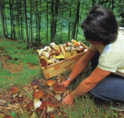 Asta e norocul - ciupercile albe din țară, cultivarea de ciuperci