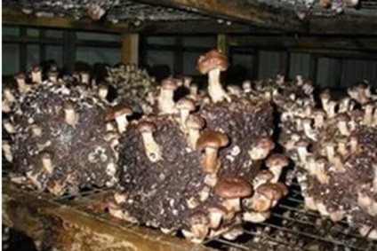 Asta e norocul - ciupercile albe din țară, cultivarea de ciuperci