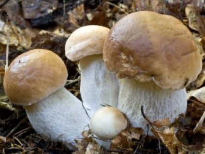 Asta e norocul - ciupercile albe din țară, cultivarea de ciuperci