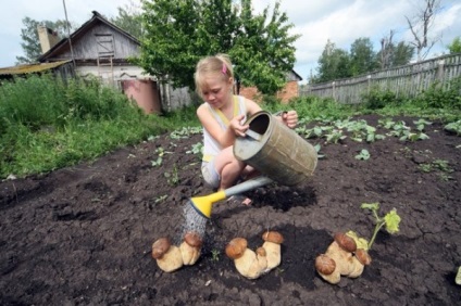 Asta e norocul - ciupercile albe din țară, cultivarea de ciuperci