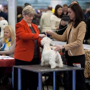 Manipularea - arta de a câștiga - West Highland Terrier