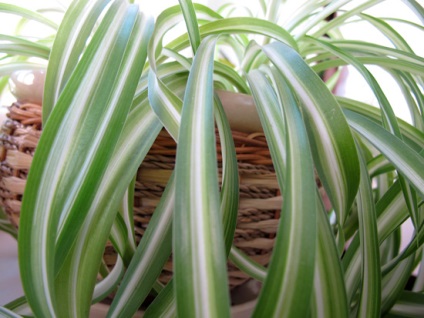 Chlorophytum este ecologul nostru de acasă