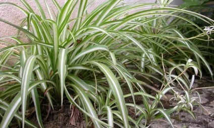 Chlorophytum reproducere de îngrijire la domiciliu