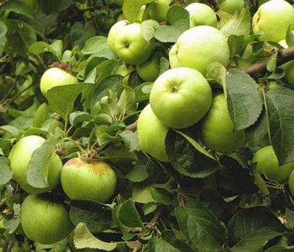 Apple Tree Antonovka - descrierea soiului, avantaje și dezavantaje, tipuri de aur și soiuri de desert