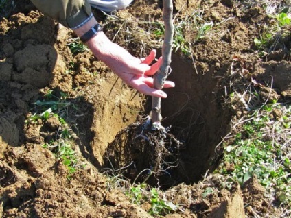 Apple Tree Antonovka - descrierea soiului, avantaje și dezavantaje, tipuri de aur și soiuri de desert