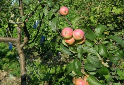 Apple Tree Antonovka - descrierea soiului, avantaje și dezavantaje, tipuri de aur și soiuri de desert