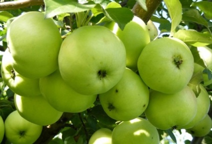 Apple Tree Antonovka - descrierea soiului, avantaje și dezavantaje, tipuri de aur și soiuri de desert