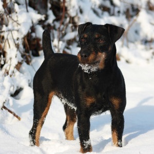 Yagdterrier - rasa germană de câini de vânătoare