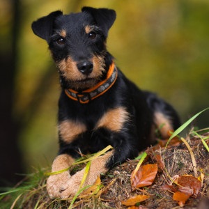 Yagdterrier - rasa germană de câini de vânătoare