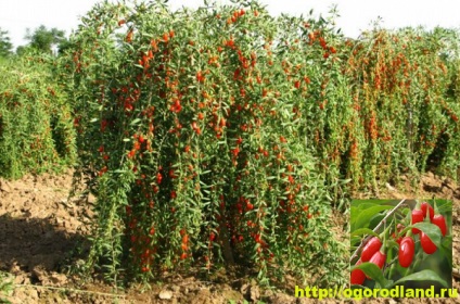 Goji fructe de padure (dereosa)